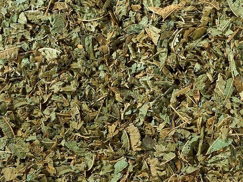 Verbena